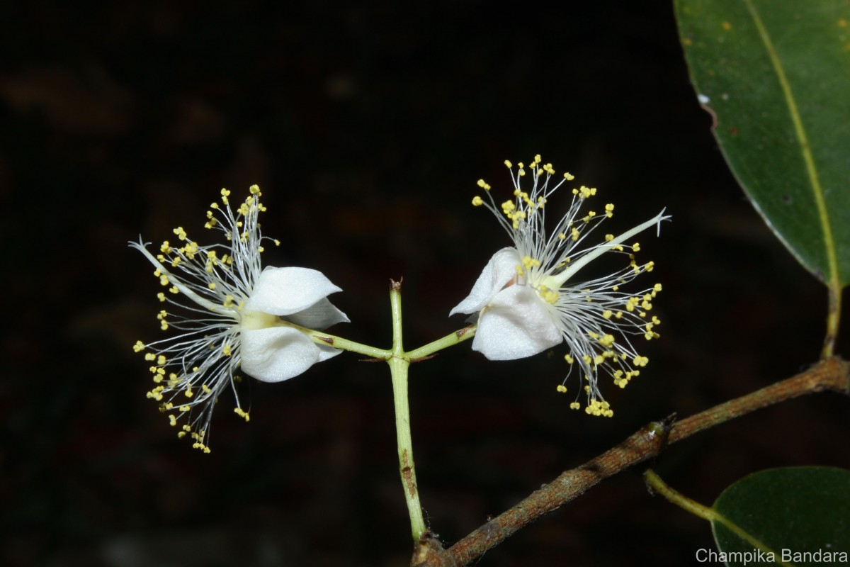 Kayea stylosa Thwaites